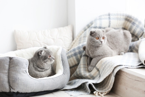 8 Cat Beds for Modern Home Interiors